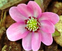 Big cerise pink flowers.